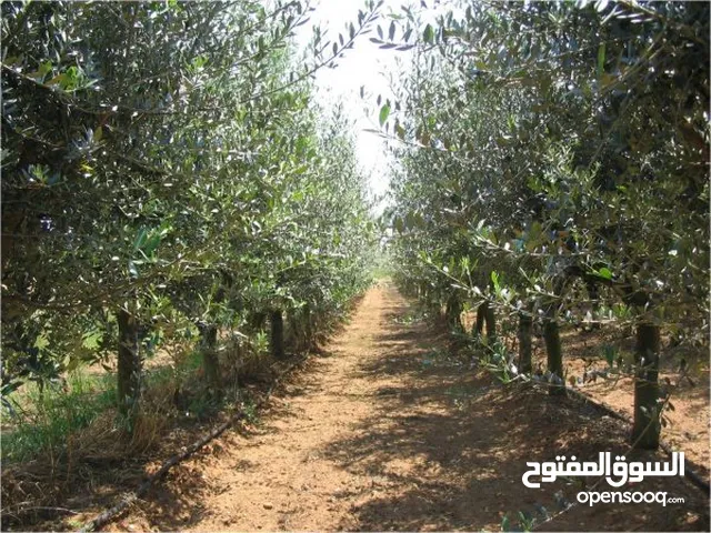 Farm Land for Sale in Salt Al Balqa'