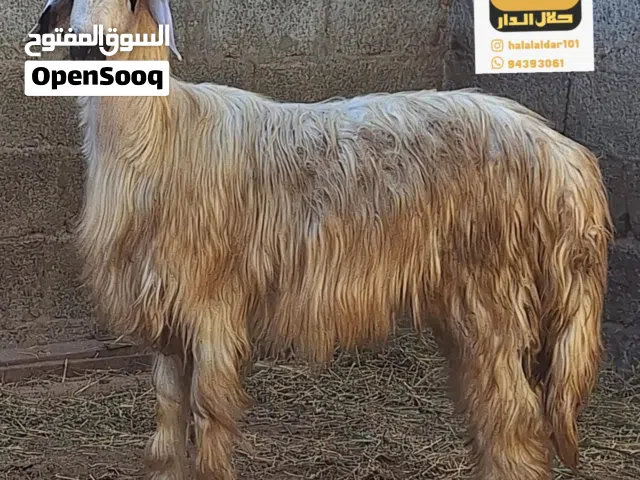 كبشان اضاحي (خرفان) مطعومات