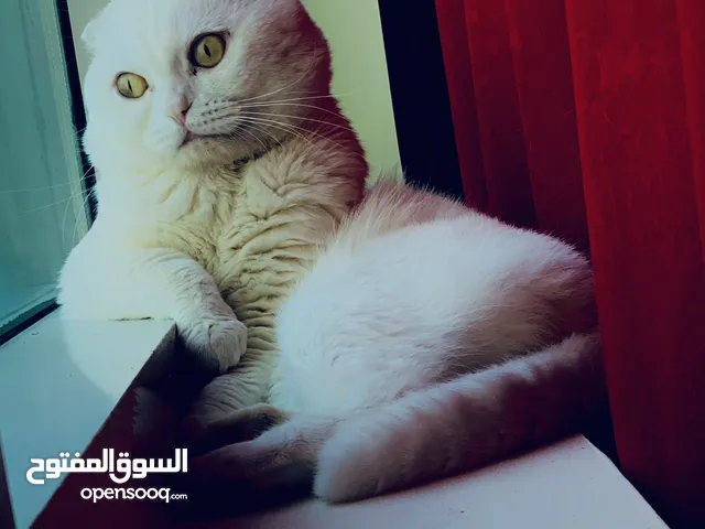 Charming White Scottish Fold Purebred Looking for a Loving Home!