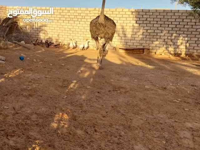 نعام انثه للبيع