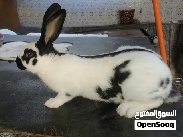 أرانب بابيون عملاق فرنسي