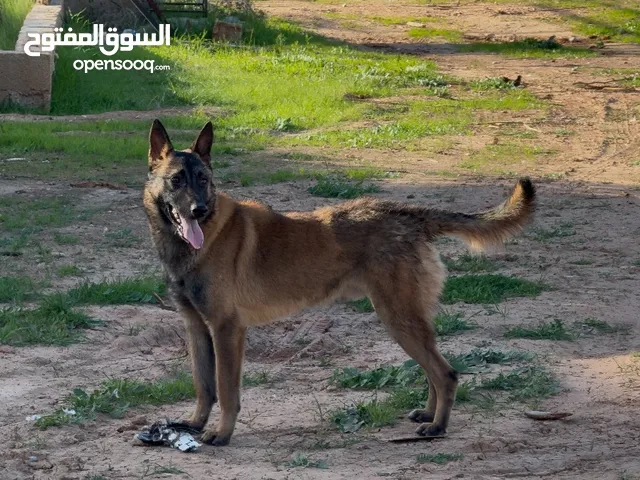 مالينوا للبيع عمره سنه 4 شهور ذكر مطعم جميع التطعمات معا الكتيب