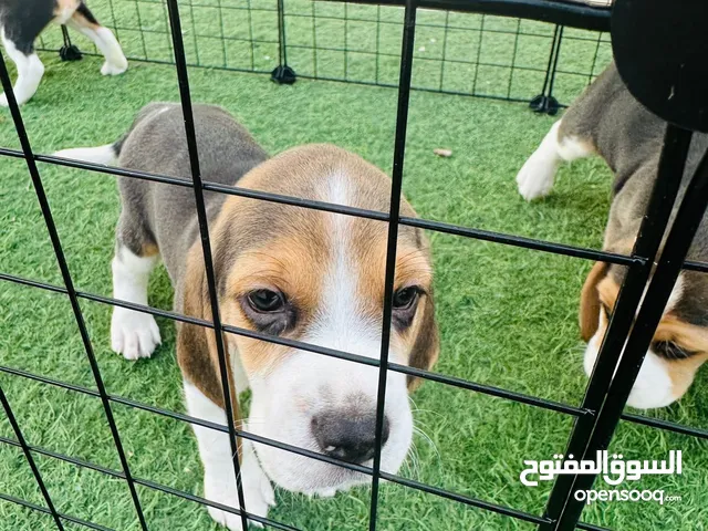 Pure Beagle puppies (45 days)