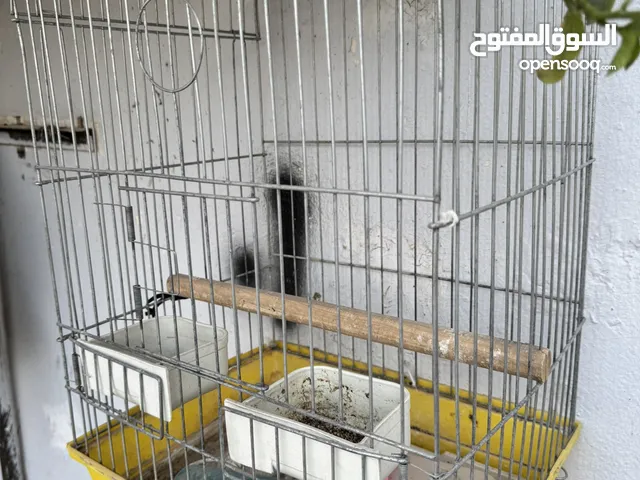 قفص كاسكو ثقيل للبيع مطلوب في 8دنناير