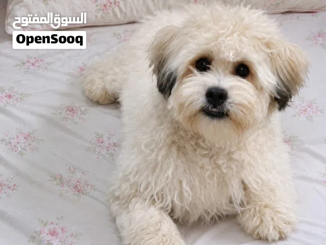 كلب مالتيزو