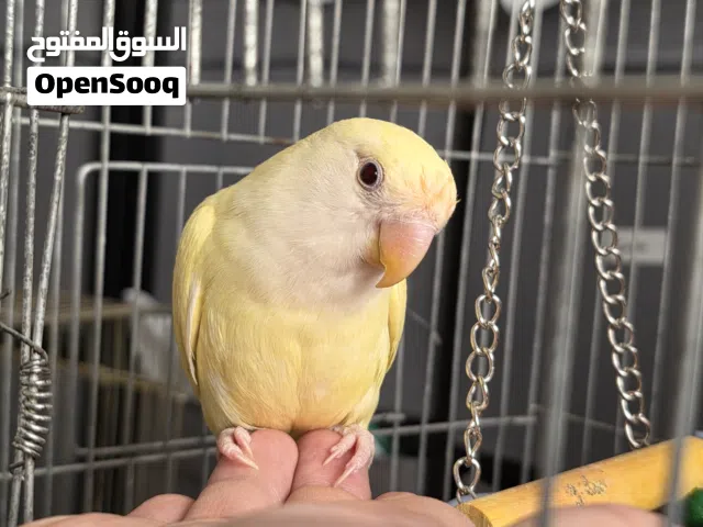 3 من طيور الروز لونها جميل وطفرة عمرها 4 شهور الالوان معروضة بالصور للجادين فقط انولدت عنا