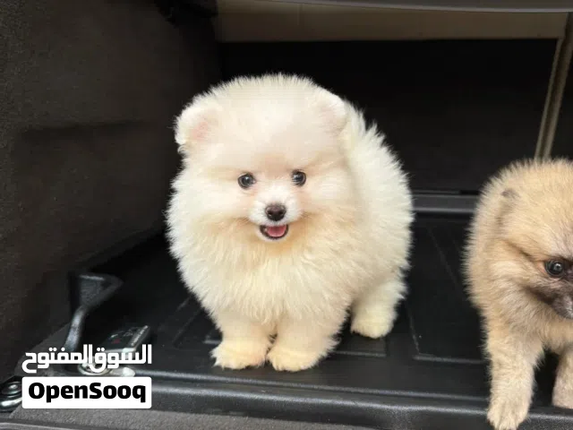 Pomeranian puppy from russia