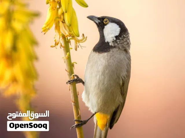 بلبل فحل مصيود بابو الخصيب بداية حجيه بالمحميه ويحجي البارحه عزلته تجي وتسمع