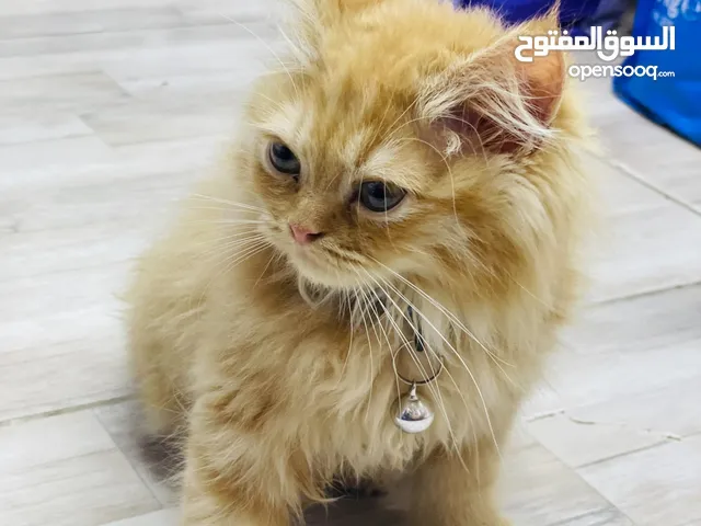 قطه للبيع نوع مونفيس جيرمن عمرها شهرين وبره قطوس ربي يبارك قنينه قنينه سعرها 600 وساهل للبيع مستعجل