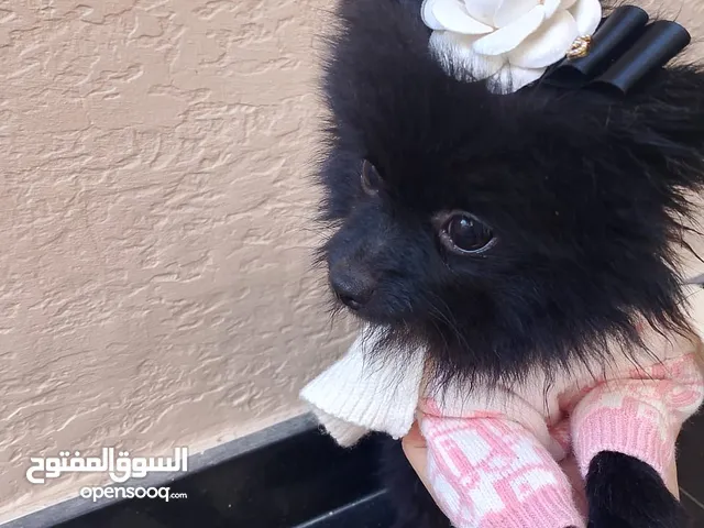 Pomeranian Female بوميرينيان