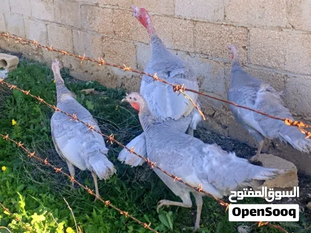 بيض حبش بلجيكي الالمنيوم الصافي البزره الاصليه