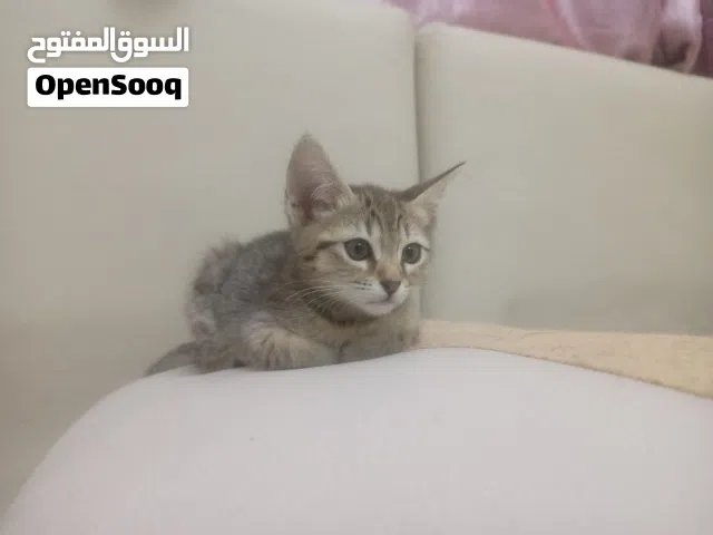 قطط للتبني في عجمان والشارقه