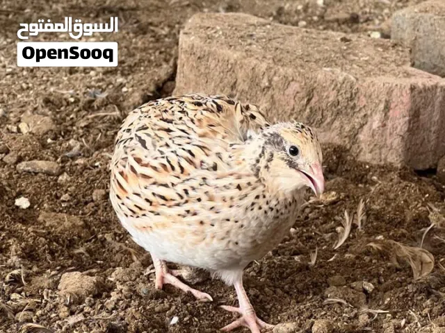 سمان (صفارد)  الثلاثة بريال  الكمية محدوودة الوصف مهمممم جداً
