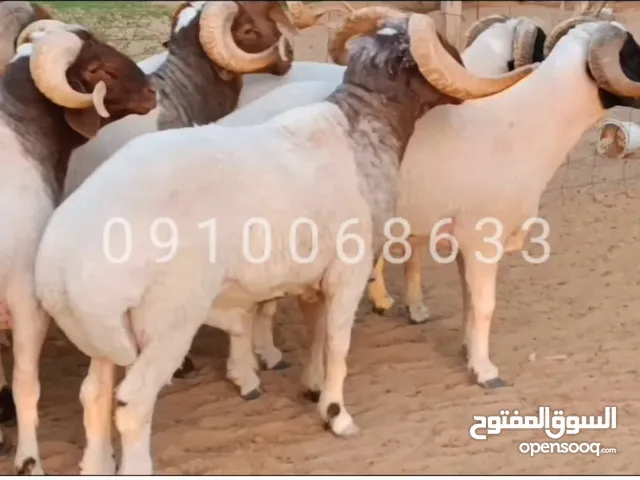 10فحوله ربي ايبارك ماشاءالله