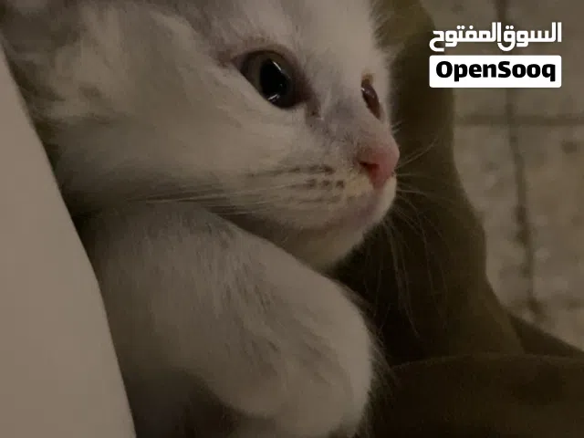قطوه شرازيه و لعوبه