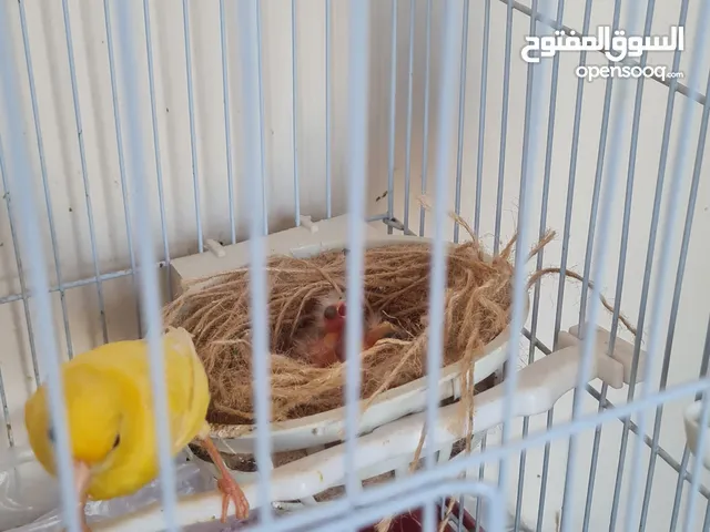 طيور كناري متنوعة الأعمار والألوان ذكور وإناث