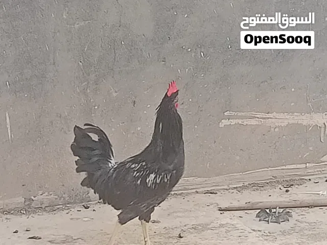ديك عرب عمر 5 أشهر بصحه ممتازه