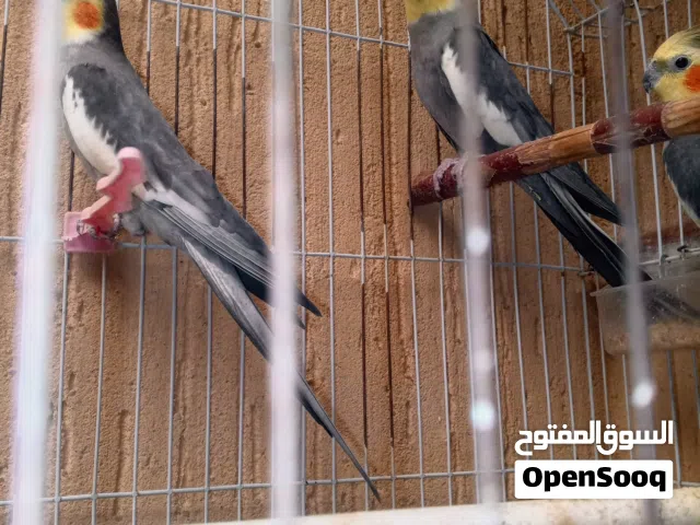 ذكور كوكتيل  حجم% وتغريد%  وريش منظم