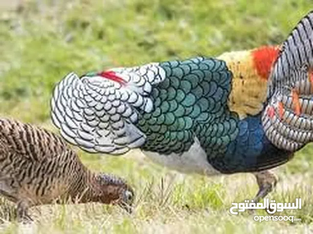 فزنت ليدي امهر