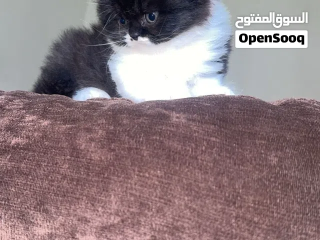 قطه مكس بيرشين وسكوتش فولد