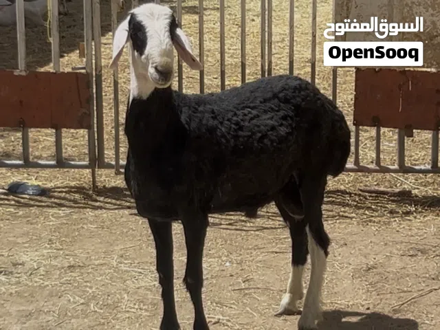 ماشاء الله كبش تهجين نجدي