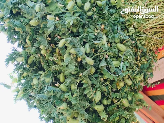 حمص اخضر حامله ملانه للبيع بصلاه علنبي