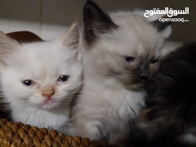 قطط للبيع السعار مشكله