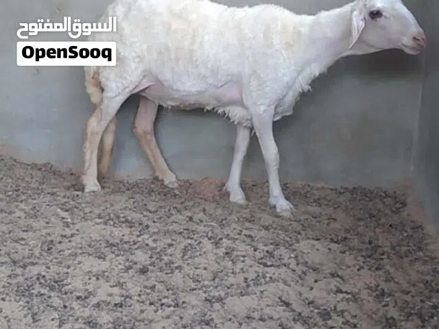 حولية هجين صوف للبيع