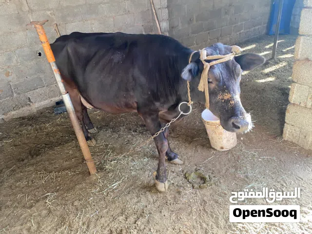 بقره عمانيه تربيه مزرعه عشار