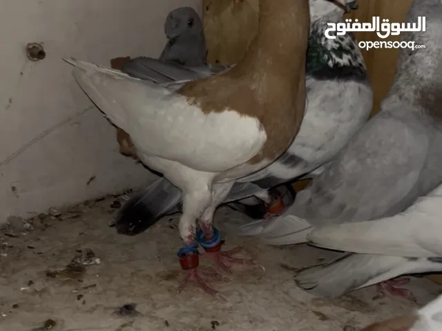 7 حبات طيور حمام بسعر حرررررررررق بطيرين مع زواجل