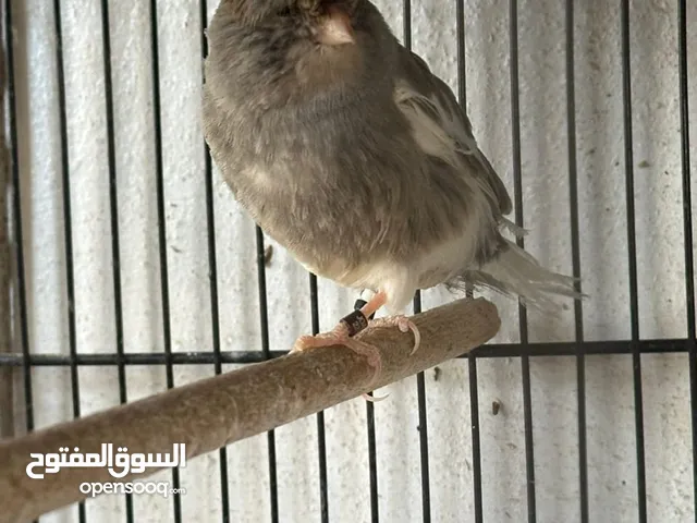 جوز جلوستر نخب اول خوارق شغال