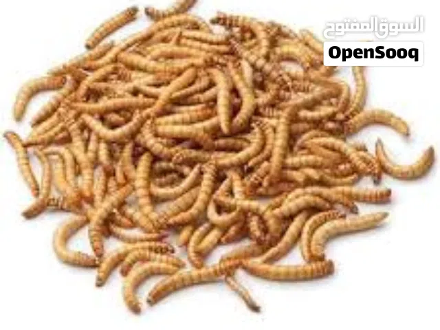 دود ميل ورم حي طازج – أفضل غذاء للطيور والزواحف