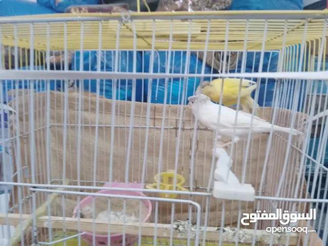 جوز كناري ابيض اصفر والسعر قابل للتفاوض