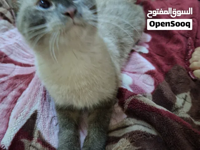 قطة سيامي بيور