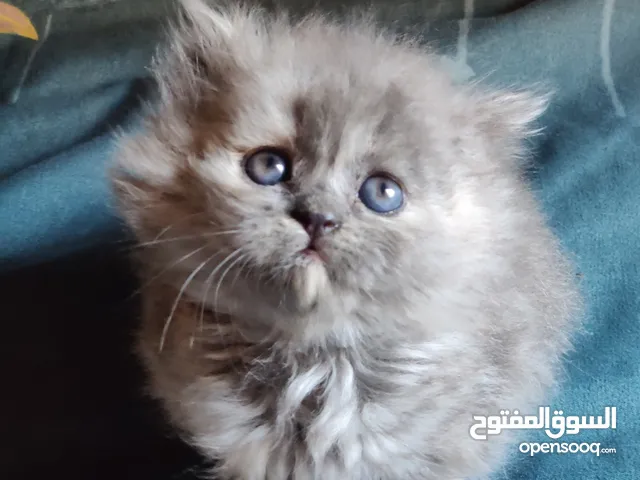 وصل الحالي وصل قط شيرازي صغير فخم ولون من المعدوم شعر اسد ماشاء الله