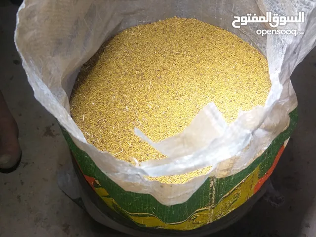 زريعة صفصفة تاجورية للبيع في تاجوراء بالقرب من جزيرة بوشوشة في سنتر المزدوجة