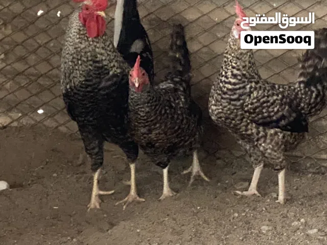 السلام عليكم ورحمة الله وبركاته