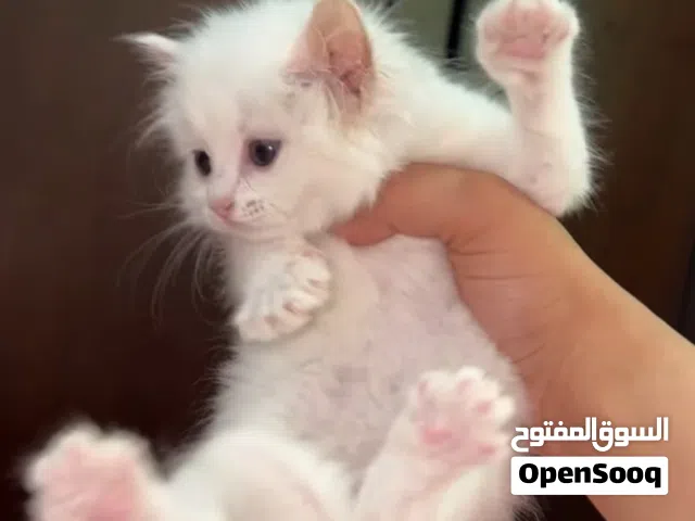 سكرر شيرازي