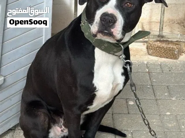 كلب بيتبول