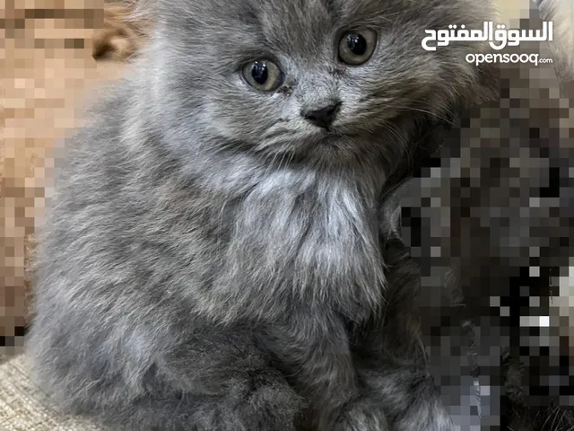 قطط مكس للبيع صغار