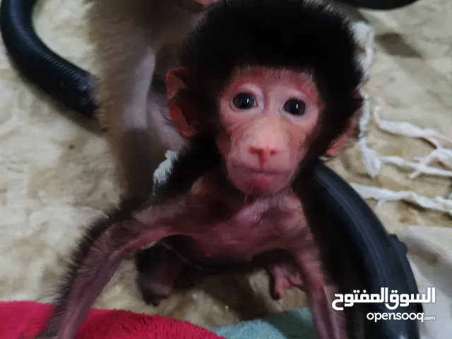 للببع قرده العمر 6اسابيع للتواصل واتس كيلو 14 مخطط السالم كيلو 14