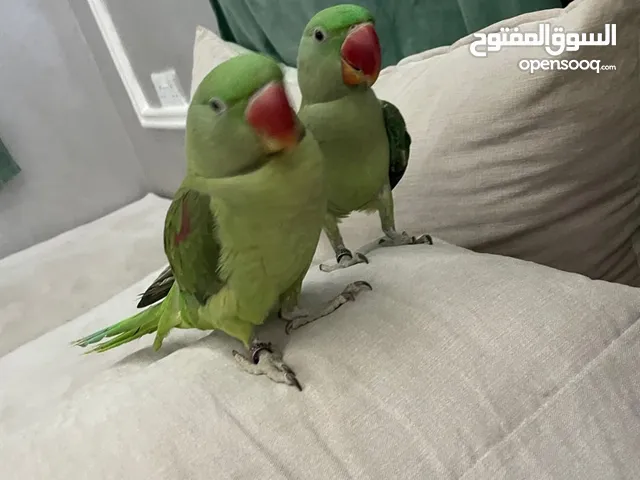 بغبغاء نيبالي معه جميع ملتزماته العمر 9شهور