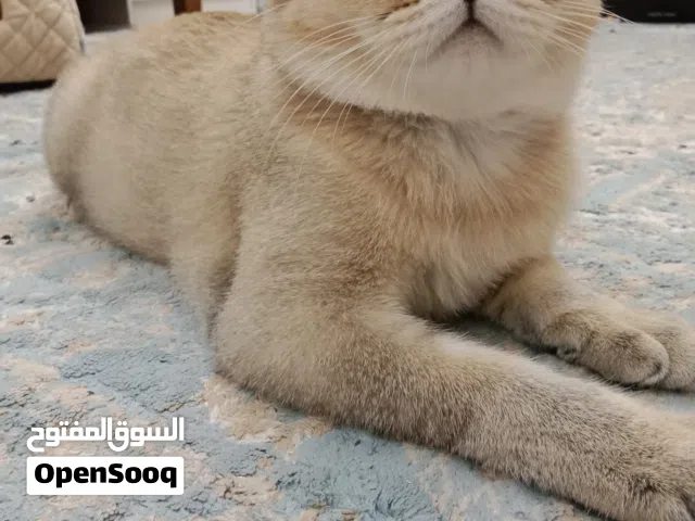 Scottish Straight Male Cat The description is important قط اسكوتش سترايت الوصف مهم