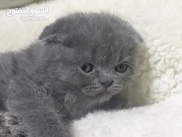 سكوتش فولد بلو بيور