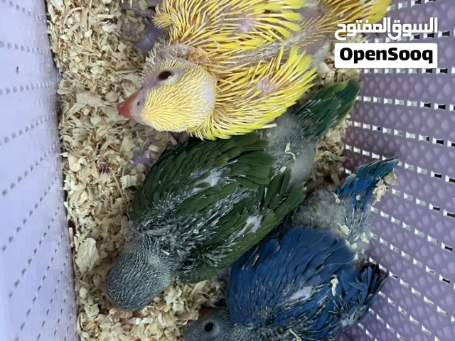 فروخ ببغاء الدرة الملونة