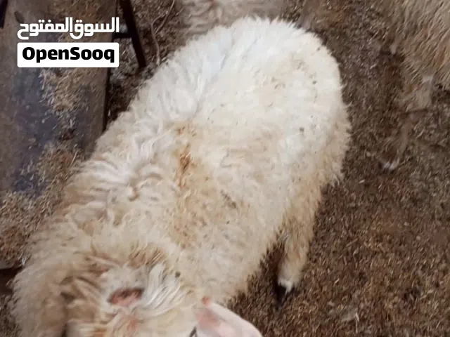 سلام عليكم للبيع طليان حلوات ملأت بيت سمان اليريد ضحيه موجود 4 فحله ونثيه