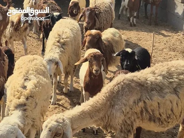 اغنام منوعه للبيع بكستاني دمارا نيوزلندي