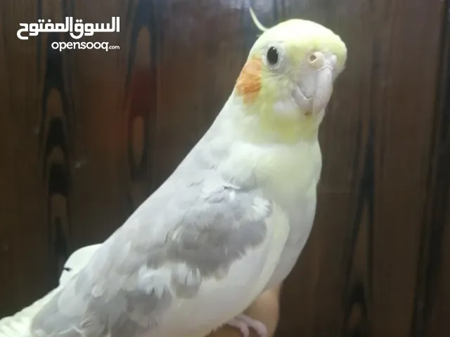 ذكور كوكتيل بايد اليفات
