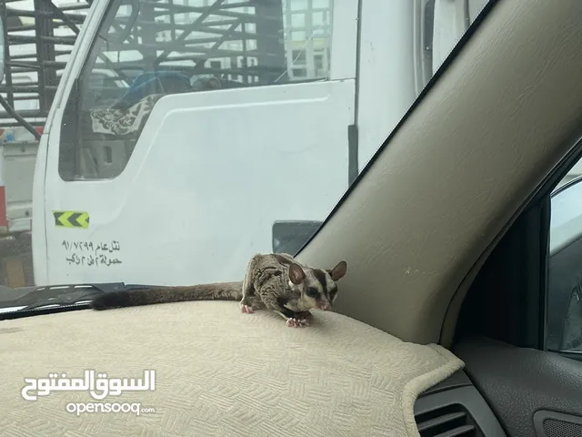 للبيع شوقر قلايدر ( سنجاب الطائر ) ربوه