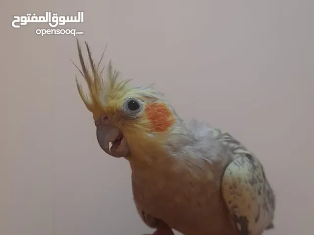 طيور كوكتيل